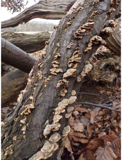Fruit bodies on oak in Sawbridgeworth, UK.